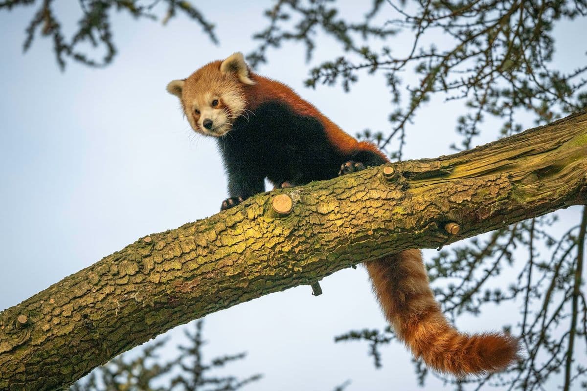 Red panda on a tree branch looking down with blue skies and tree foliage behind