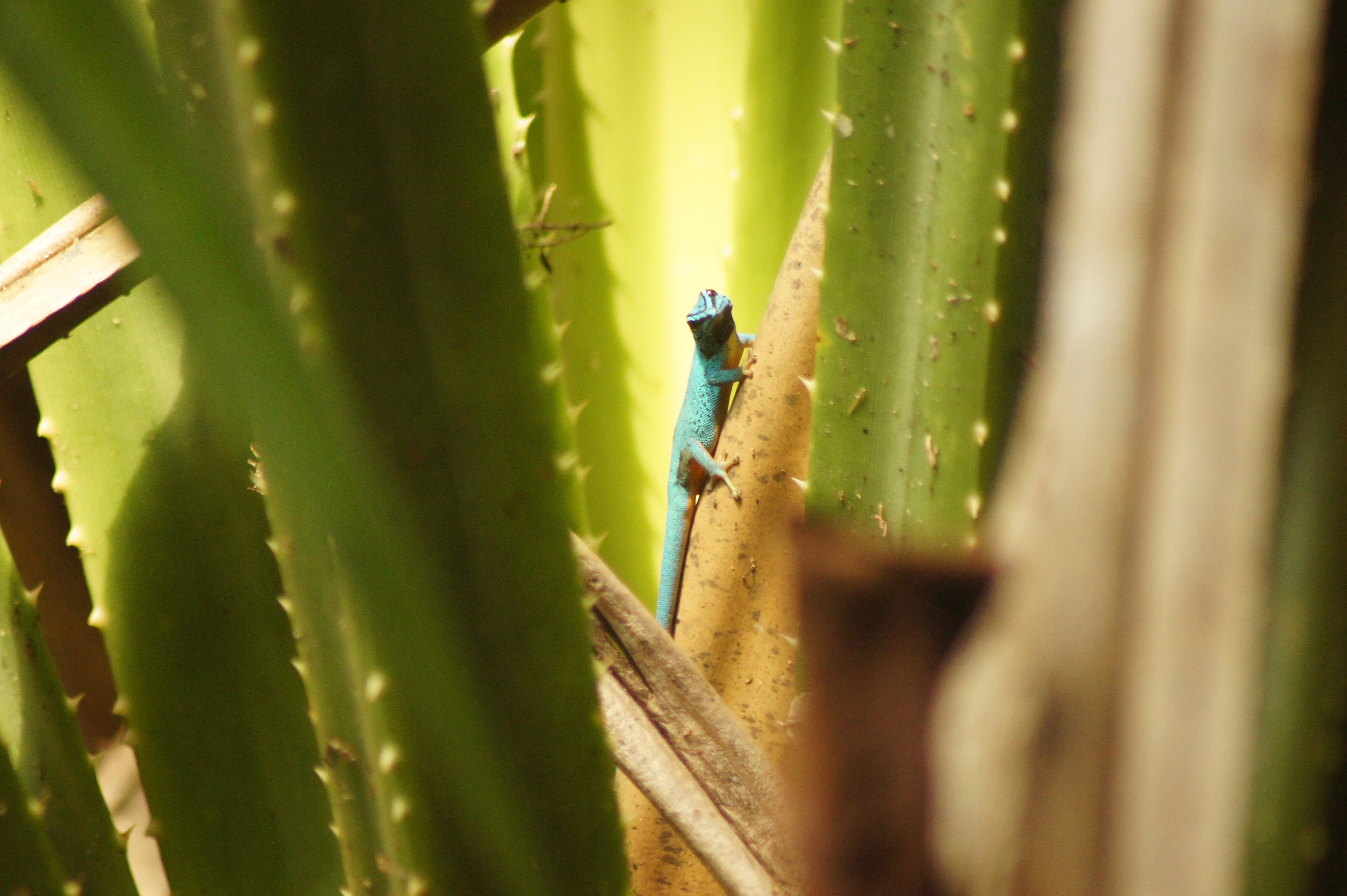 A bright blue lizard sitting on leaves with sun in the background