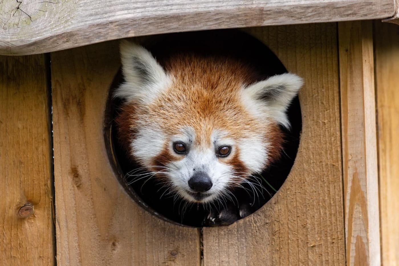A red panda peeks out of a wooden house
