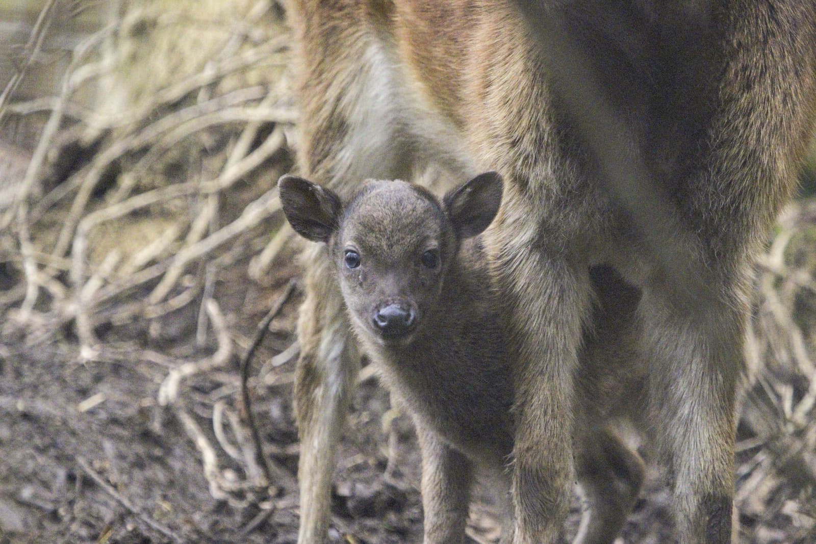 A Philippine spotted deer fawn standing under its mother's legs looking at the camera