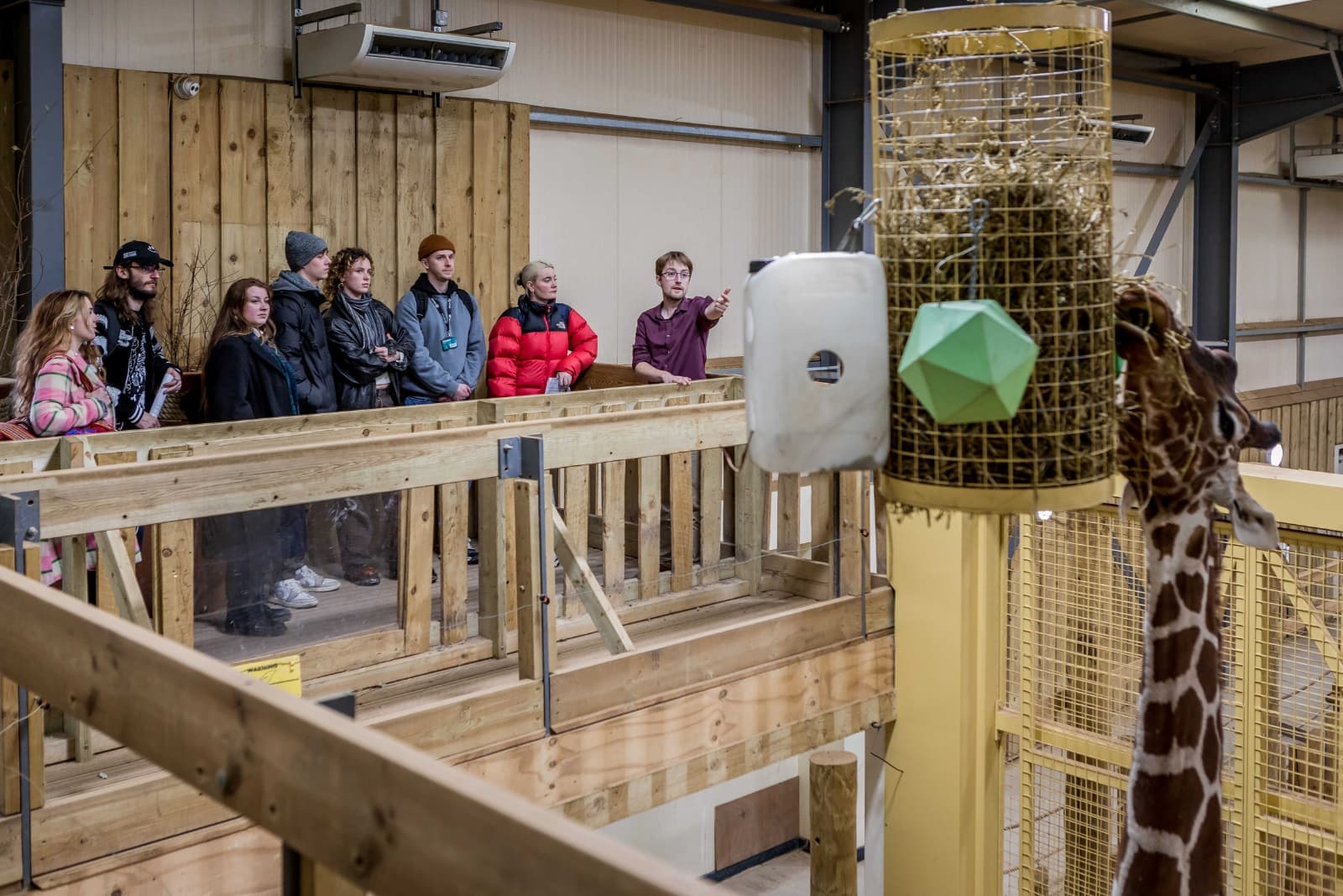 A group of people observes a giraffe in an indoor enclosure with wooden railings and a feeding station.