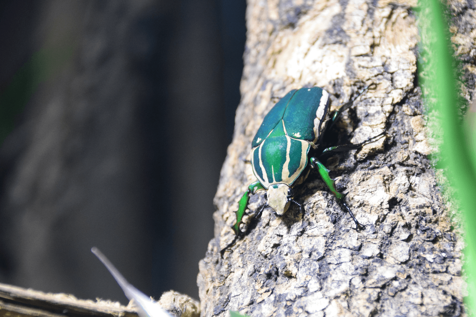 A giant African flower beetle stood on a branch