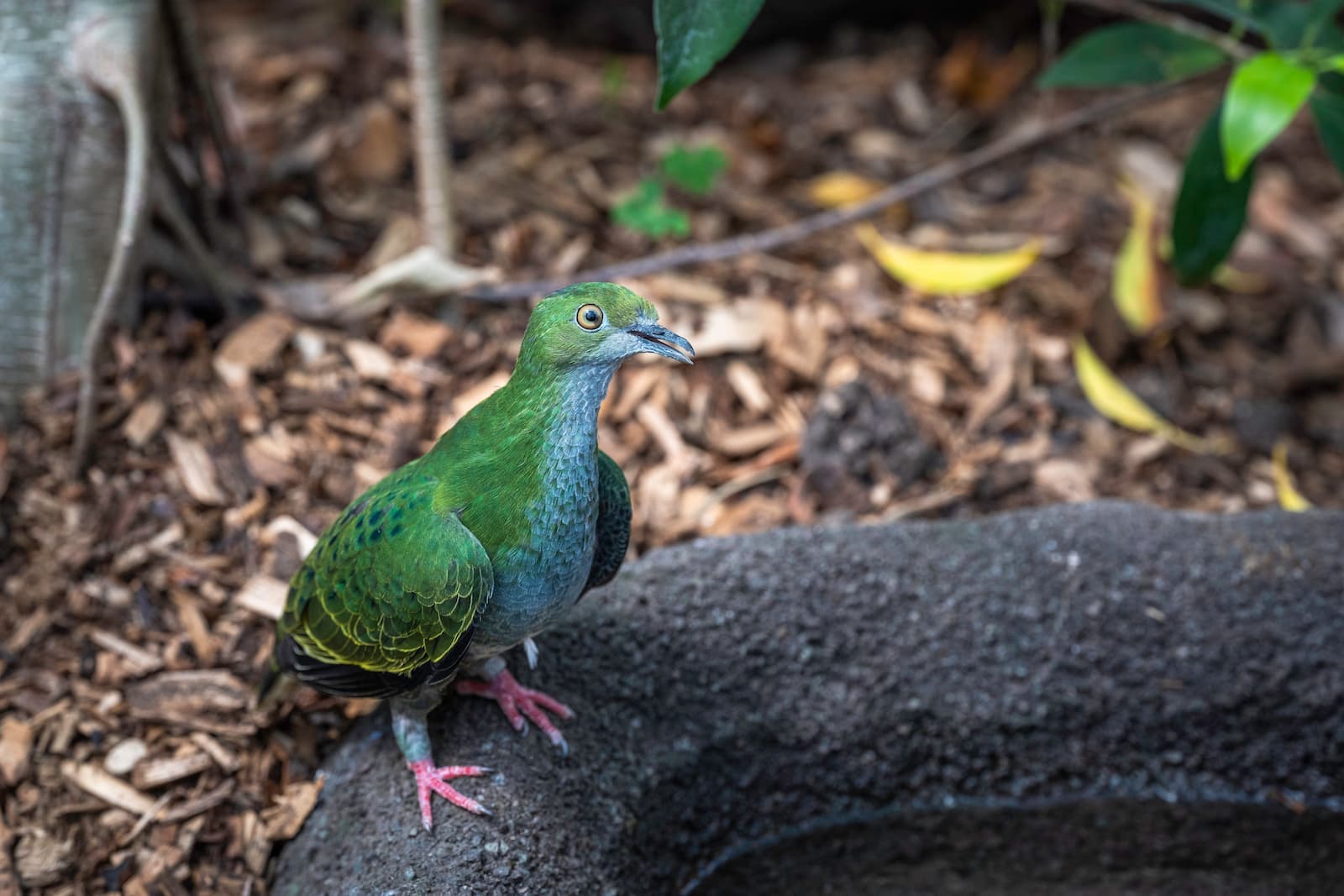 A vivid green bird standing on the edge of a man-made pond