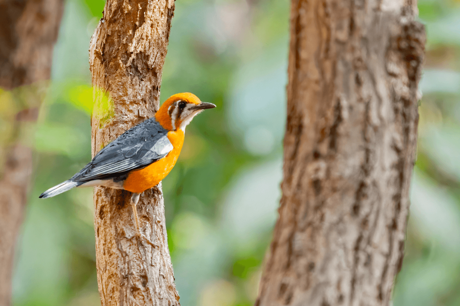 An orange-headed thrush perched on a branch