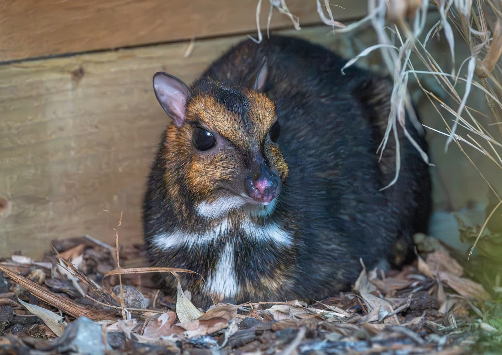 Small dark brown mouse deer with white chest markings and large black eyes, curled on leaf litter under a wooden shelter.