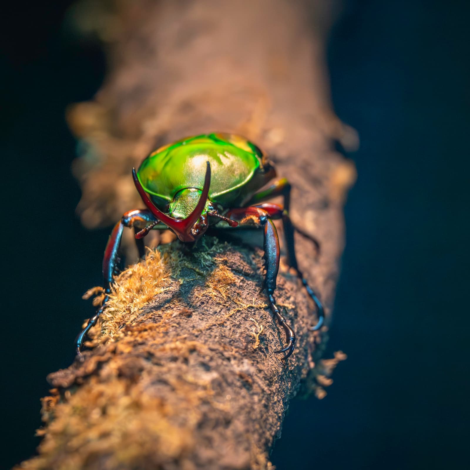 A close up of a bright green beetle with a forked horn