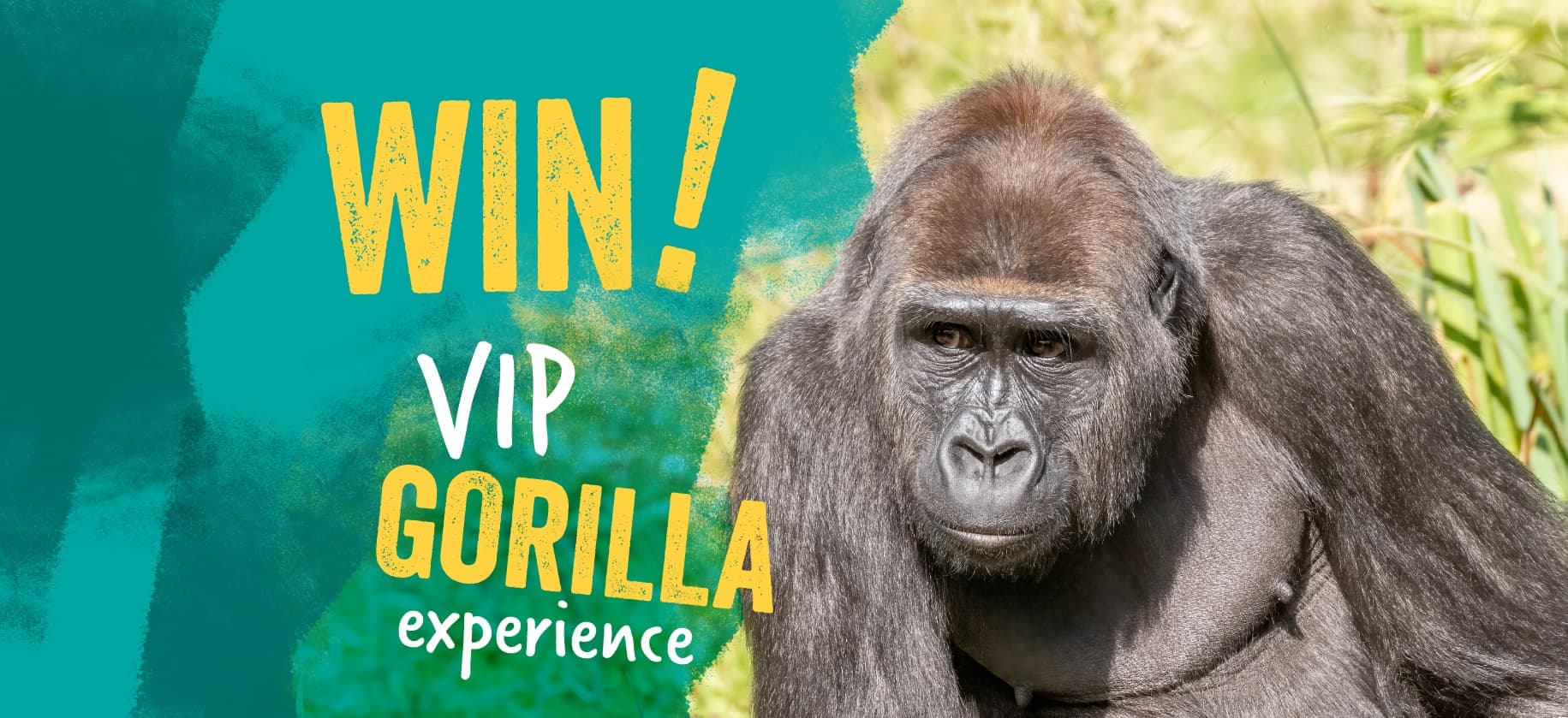 Gorilla in a grassy area with text reading "Win! VIP Gorilla Experience" in bold, colorful letters on a teal and yellow background.