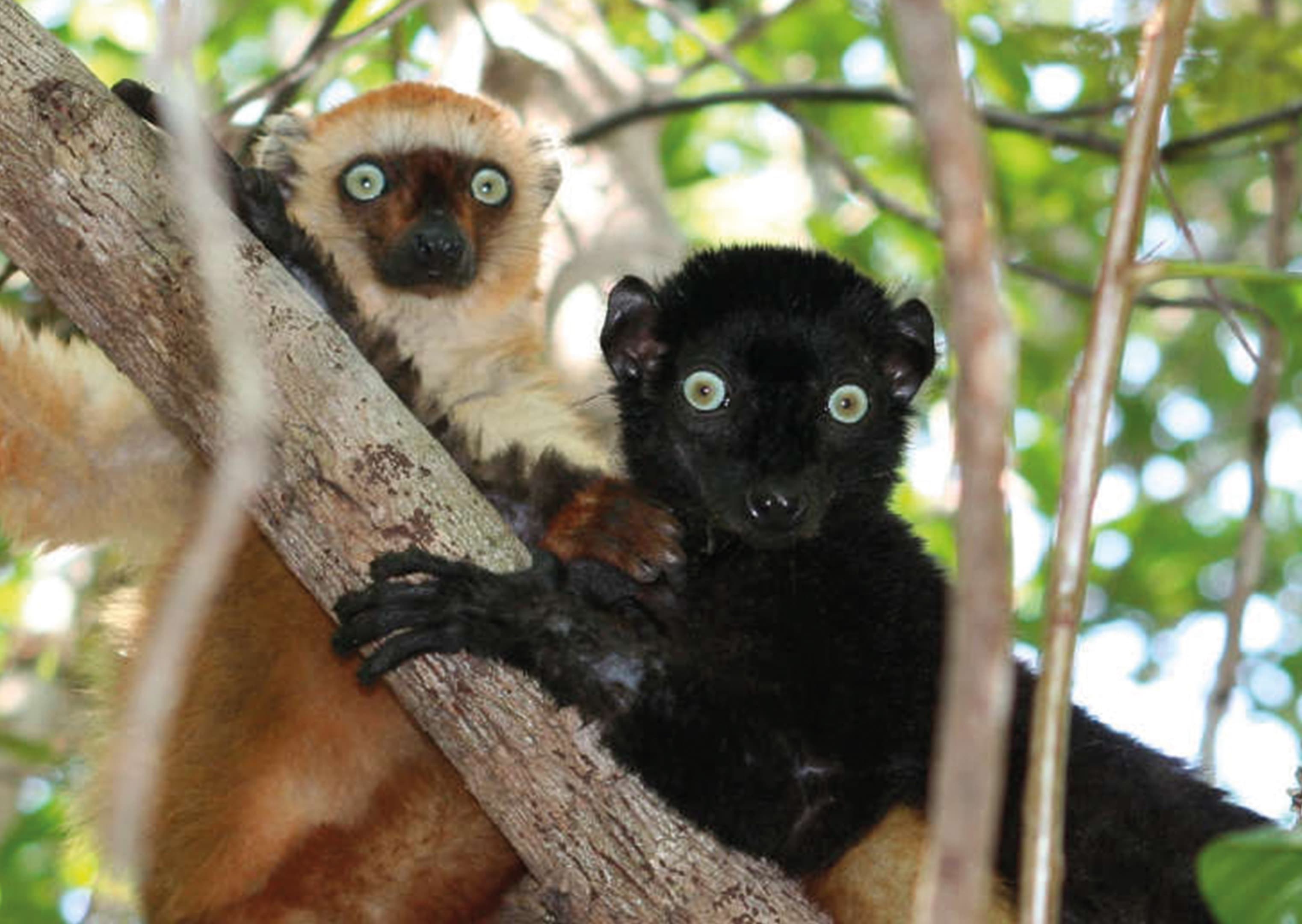Two blue-eyed black lemurs on a tree branch